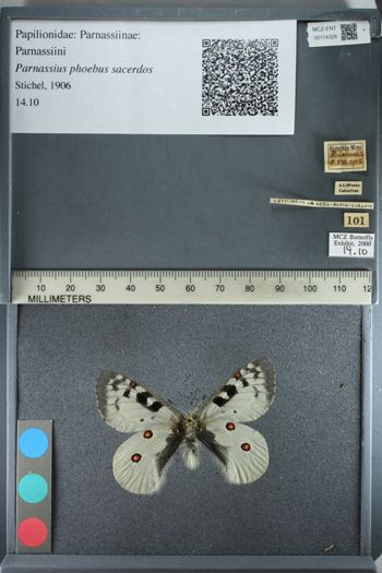 Media type: image;   Entomology 174328
